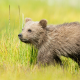 brown bear cub, bear, grass, walking, animals wallpaper