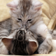 two kittens in love, kitten, animals, cat wallpaper