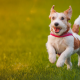 jack russell terrier, puppy, dog, happy, mood, grass, animals wallpaper