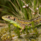 lizard, grass, macro, animals, reptile, nature wallpaper