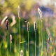 grass, insects, spikes, bokeh, nature wallpaper