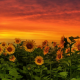 sunset, sunflowers, nature, clouds wallpaper