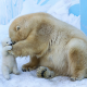 animals, polar bear, zoo, bear, knut, berlin zoo, baby polar bear wallpaper