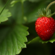 strawberry, berry, bush, closeup, macro, food wallpaper
