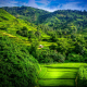 rice terraces, landscape, forest, field, nature, summer wallpaper