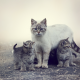cat, kittens, animals, cats family wallpaper