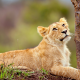 lion cub, lion, animals, wild cat wallpaper