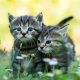kittens, cat, animals, grass wallpaper