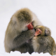 japanese macaque, animals, macaque, monkey wallpaper
