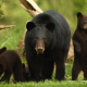 american black bear, ursus americanus, bear, cub, family, animals wallpaper