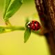 ladybug, ladybird, branch, leaves, macro, animals wallpaper