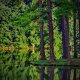 summer, trees, forest, lake, reflection, spruce, landscape, nature wallpaper