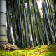 nature, trees, bamboo, forest wallpaper