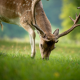 animals, deer, nature, summer, grass wallpaper