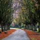 park, oxford, cowley, autumn, tree, alley, nature wallpaper