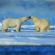 bears, polar bear, winter, snow, couple, animals wallpaper