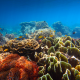 coral reef, coral, underwater, nature, fish wallpaper