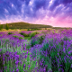 sky, nature, flowers, lavender, lavandula wallpaper