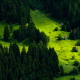 switzerland, forest, meadow, fir, nature wallpaper
