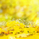 autumn, leaves, yellow, glare, leaf wallpaper