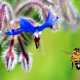incect, macro, bee, flight, flowers wallpaper