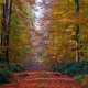 autumn, forest, tree, leaves, trail, nature wallpaper