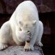 cute polar bear, white bear, facepalm, polar bear, zoo, animals, bear wallpaper