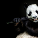 musician, panda bear, panda, flute, animals wallpaper