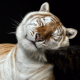 tiger, wild cat, animals, zoo wallpaper