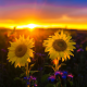 nature, landscape, field, sunflowers, sunset, flowers wallpaper