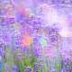 flowers, lavender, nature, field wallpaper