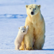 bear, polar bear, winter, snow, family, animals, bears cub wallpaper
