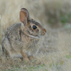 european hare, dry grass, hare, brown hare, animals wallpaper