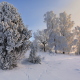 tree, nature, snow, winter, a lot on snow, sweden wallpaper