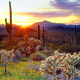 cactus, sun, flowers, sky, mountains, el centinela, baja california, mexico wallpaper
