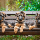 puppies, shepherd dog, trio, bench, dog, animals, puppy wallpaper