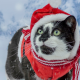 cat, costume, green eyes, santa claus, new year, santa hat, christmas, snow, animals wallpaper