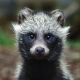 raccoon, raccoon baby, ears, animals wallpaper