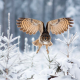 owl, forest, winter, spruce, bird, animals, snow wallpaper