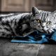 cat, towel, yellow eyes, animals wallpaper