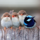 birds, chicks, fence, blue bird, animals wallpaper
