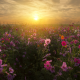 field, flowers, kosmeya, cosmos, sunset, summer, nature wallpaper