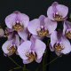 orchids, flowers, leaves, nature, bloom, exotic wallpaper