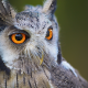 owl, bird, eyes, beak, predator, wild animals wallpaper