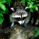 raccoon, animals, forest, leaves, wildlife wallpaper