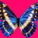 blue butterfly, purple background, wings, butterfly wallpaper