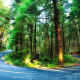 nature, trees, forest, Oregon, USA, road, light trails, branch, plants, HDR, pine trees, moss, long  wallpaper
