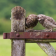 owl chick, owl, birds, animals, fence wallpaper
