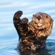 water, otter, paws, animals wallpaper
