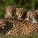cheetahs, animals, family, wild cats wallpaper